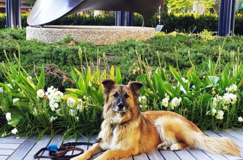 Dog laying in front of flowers and sculpture.