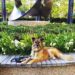 Dog laying in front of flowers and sculpture.